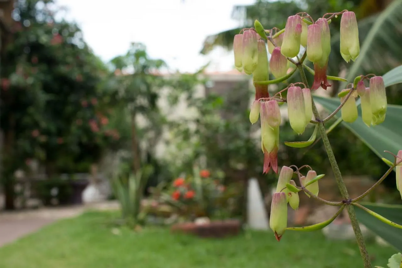 Homestay Espaco Eros Hospedagem E Terapias Holisticas Florianopolis
